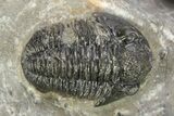 Hollardops Trilobite With Gerastos #273449-6
